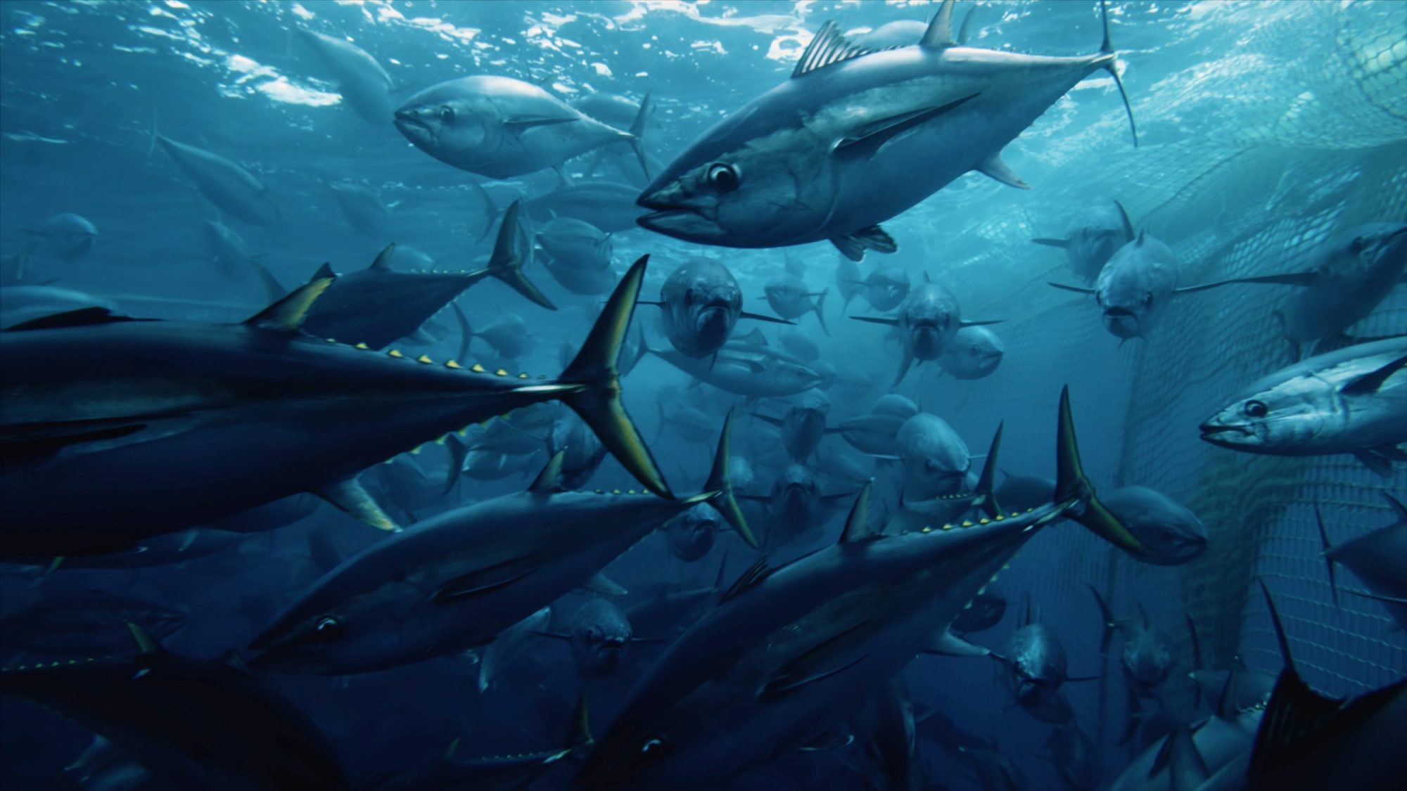 Seaspiracy: Mar Vermelho | Documentário da Netflix mergulha na guerra do Oceano 29