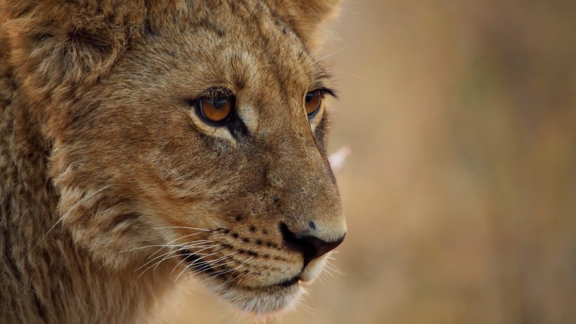 Predadores do Mundo Animal é o nome do novo documentário que estreia na Netflix