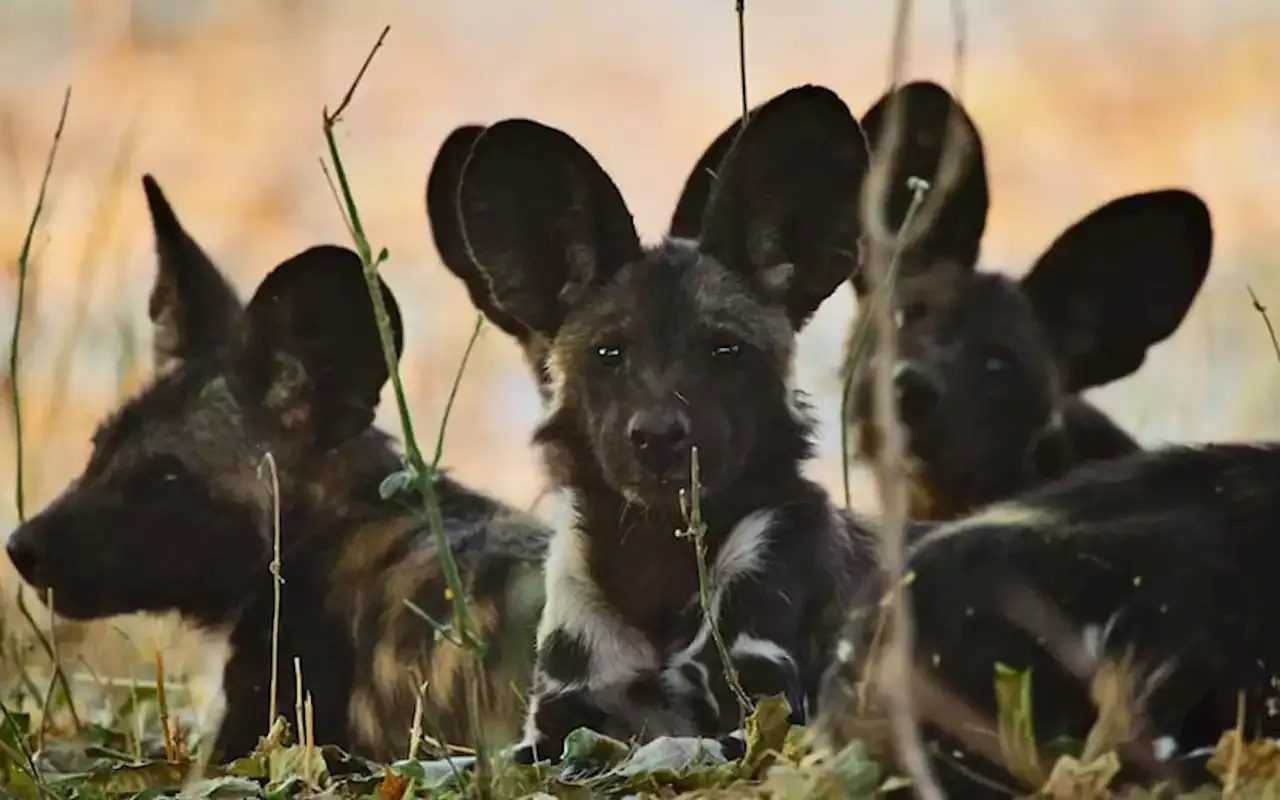 Predadores do Mundo Animal: Documentário narrado por Tom Hardy é TOP10 da Netflix 5